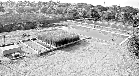Scientists devise eco-friendly way to treat sugar mill wastes