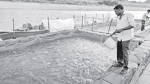 Fisheries department to go big on fish cage culture units