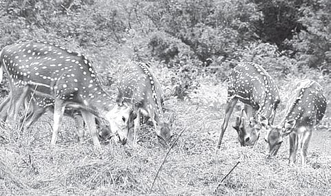 Rampant poaching poses threat to wildlife