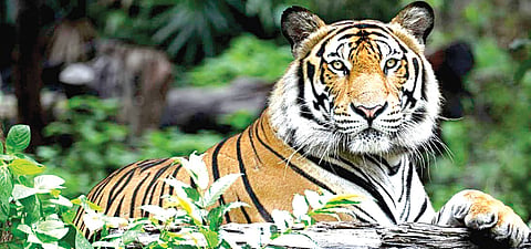 Lessons on leadership learnt from the Tiger
