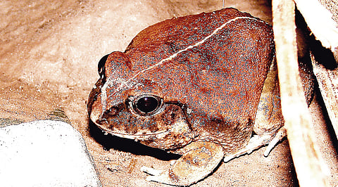 Where're the frogs?