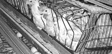 SC pulls up Centre for boxing up egg-laying hens ignoring animal welfare directions