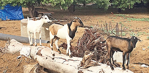 Animal welfare at heart of sustainability