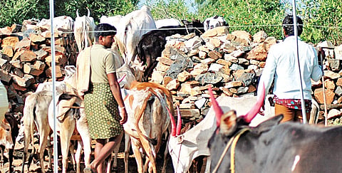 Cattle grazing thrives in Karnataka forests after TN ban