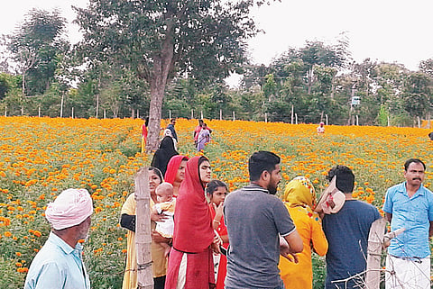 Marigold farmers make merry as tourists pay to click photos on 'glittering' farms