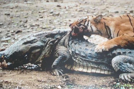 Death of Ranthambore's Machli sparks tiger conservation debate