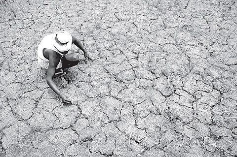 Insufficient rains pour water on hopes of better yield for farmers in Telangana