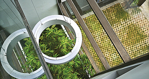 Use bamboo plants to add O2