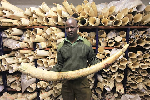 In this Thursday, June, 2, 2016 file photo, a Zimbabwe National Parks official holds an elephant task during a tour of the country's ivory stockpile at the Zimbabwe National Parks Headquarters in Harare. | AP