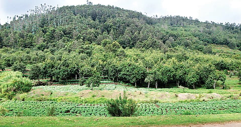 Here's why Kodaikanal's Grasslands are shrinking