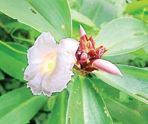 Crepe Ginger most sought after in Indian medicine
