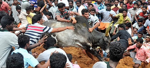 People participate in Jallikkattu at Rapoosal in Pudukottai district in Tamil Nadu on Sunday. (EPS | M Muthu Kannan)