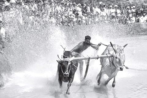 A bull race at Pullaloor | T P Sooraj