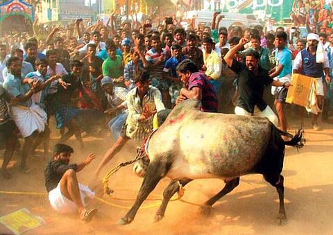 Jallikattu aftermath: Unrest in Kerala to lift ban from kaalapoottu