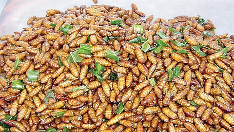 Try red ant chutney for lunch