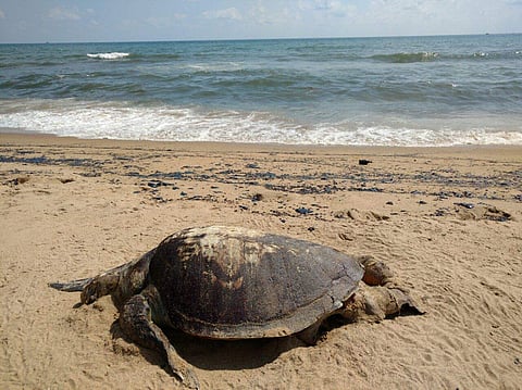 One of the few turtles that was found washed ashore dead at Marina beach today. (EPS | Krishna Chaithanya)