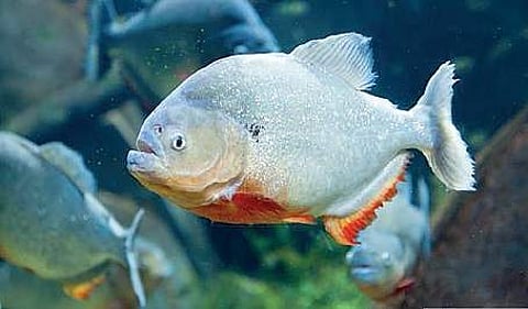 Commercially important marine fish species will be targeted. (File photo)