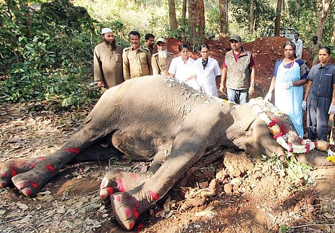 Forest department officials and others offering tributes to Indira at Shettihalli reserve forest in Shivamogga I Shimoga Nandan