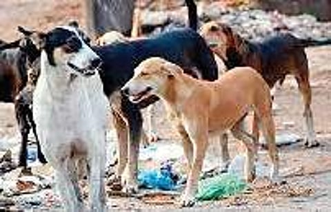 Many minor boys, elderly and women have been mauled by the dogs and the dog attacks continue unabated.