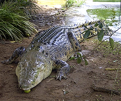 Image used for representational purpose. (Photo courtesy: Wikimedia commons)