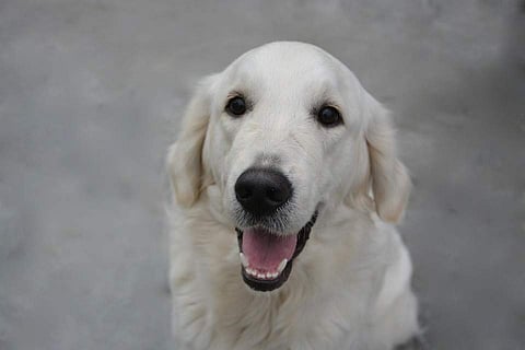 Keep a dog at home and protect your babies from allergic eczema.
