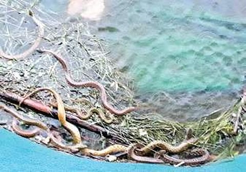 Fie photo of snakes found in Lalbagh Lake on August this year