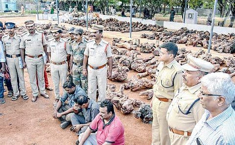 The seized red sanders root stumps and arrested smugglers being presented at AR Grounds in Tirupati on Thursday | Express