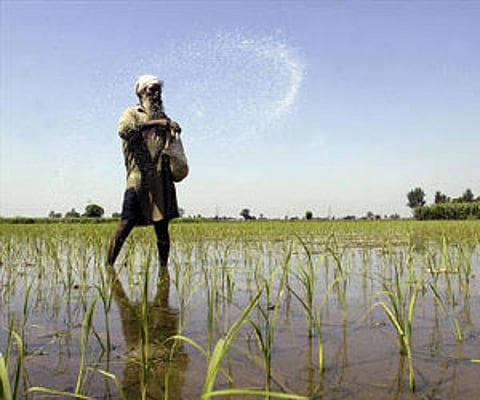 A farmer casts pesticides on his rice paddy field on the outskirts of Amritsar July 16, 2009. (REUTERS)