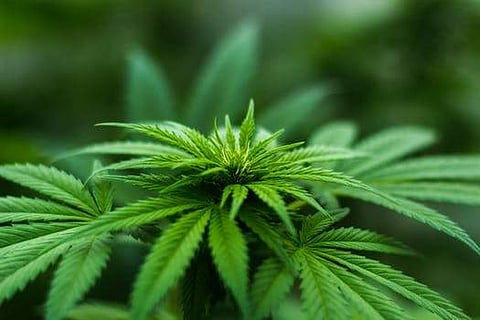 Cannabis