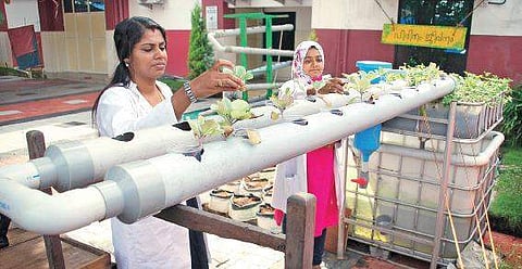 The aquaponics unit at the General Hospital K Shijith