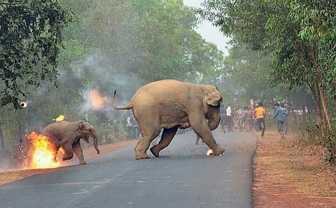 This award-winning photograph 'Hell is Here' clicked by photographer Biplab Hazra and published in the wildlife photography magazine Sanctuary Asia has triggered horrified reaction on social media.