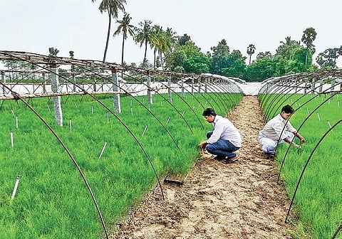 Sakthivel at his casuarina nursery at Kurinjipadi | Harish Murali