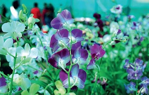 A colourful flowery treat