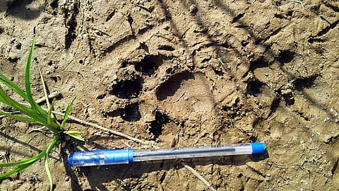 Experts from the department confirmed it to be a young leopard aged between two to three years. | Express Photo Service