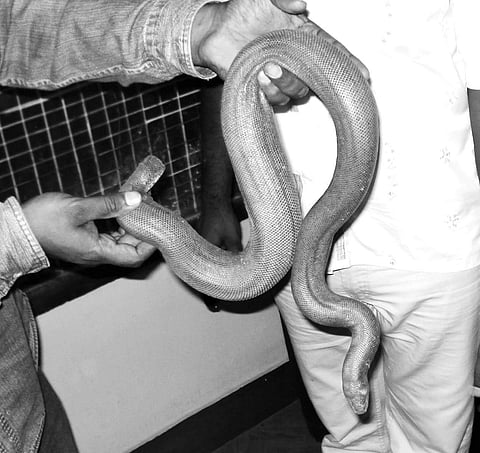Sand boas are illegally traded for making medicines, aphrodisiacs, cosmetics and its skin is used in the leather industry | g veeresh