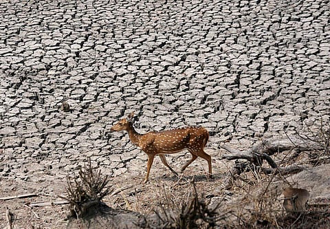 The decision comes when the government has estimated that Rs 46,000 crore loss has occurred across 177 taluks due to severe drought conditions.