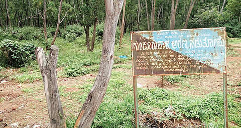 Residents around Gunjur Palya forest, who cycle and camp here, have been actively trying to protect it
