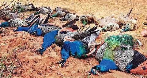 Carcasses of the peacocks lined up as officials make a spot study | Express