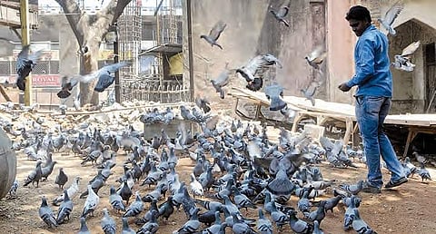 Makeshift Kabootarkhana on GHMC guest house premises at Nampally constructed by locals after Metro Rail works rendered the pigeons homeless | Sayantan Ghosh