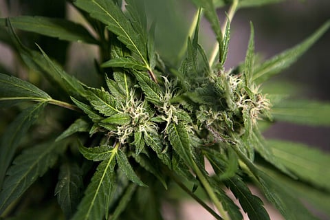 A marijuana plant (Photo | AP)