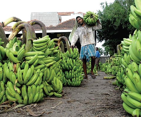 Bananas to burn a hole in wallet as crop production nosedives