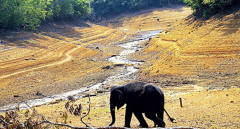 A captive elephant calf trudges down to where the Neyyar river has shrunk into a thin stream at Kottoor, T’Puram, for a drink on Tuesday | Kaviyoor Santhosh