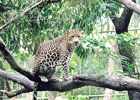 Pilikula Biological Park gets its name from Tulu words ‘Pili’ meaning tiger and ‘Kula’ meaning pond | rajesh shetty ballalbagh