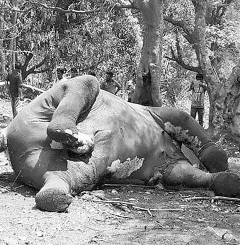 The dead elephant.