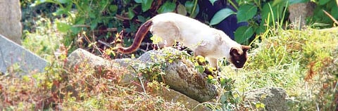 How do I care for my cat who loves wandering?