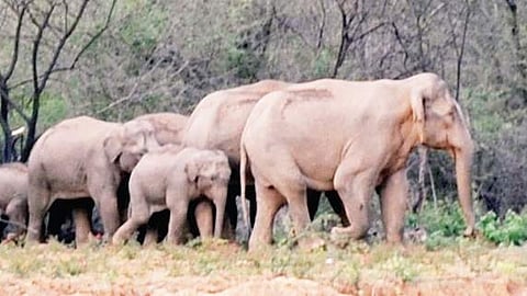 Elephant census.