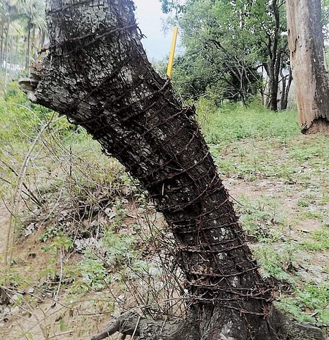 Idukki sandalwood.