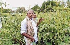 Professor Vanmeega Venkatachalam at his organic farmland in Aandancherry of Tharangambadi block | Express