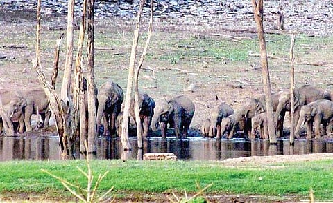 On the day of the block counting, an estimated 72 elephants were sighted in Bannerghatta National Park | G VEERESH