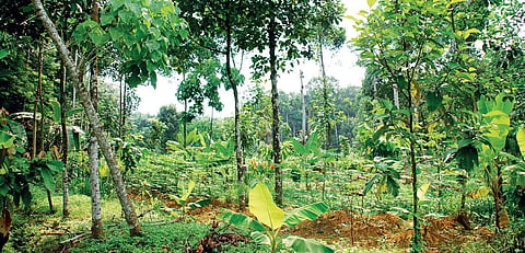 Trees grow on the land created by filling up paddy field K Shijith